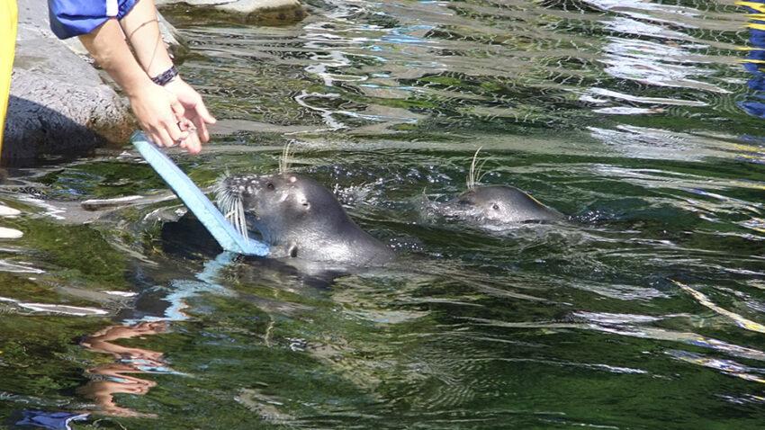 Hakone Aquarium